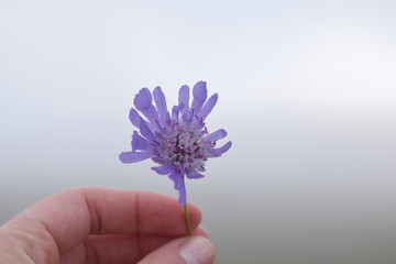 flower in hand