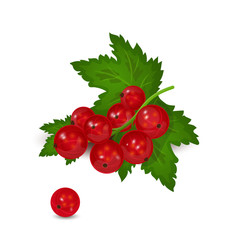 Vector illustration of a branch of red currant with leaves
