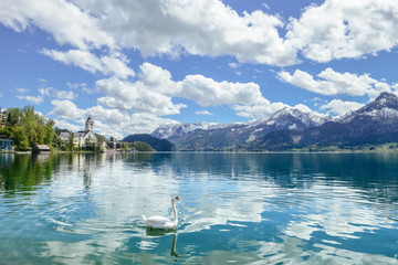 Naklejka premium one swan swimming in the lake under the foot of Schafberg mountain in Austria