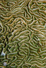 Hard Coral Details Pachyseris sp.