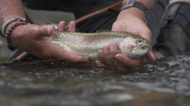 Closeup of rainbow trout, 
