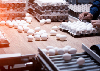 Fototapeta na wymiar Sorting and packing of chicken eggs at a poultry farm, chicken eggs on a conveyor
