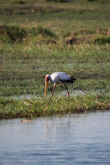 Yellow Billed Stork in Chobe National Park, Botswana