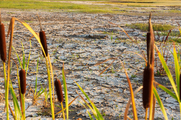 cracked dry soil in dried out lake with remaining resilient plants