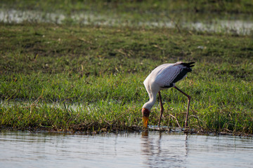 Yellow Billed Stork in Chobe National Park, Botswana
