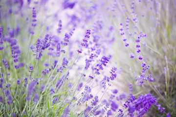 Sunset sky over a summer lavender field.