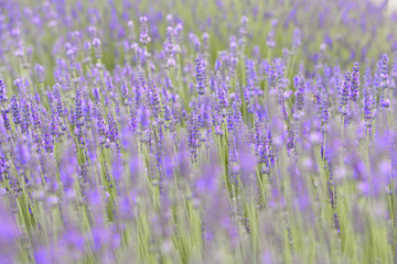 Lavender field aerial view. Purple lavender garden. Spa essential oil of beautiful herbs.