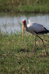 Naklejka premium Yellow Billed Stork in Chobe National Park, Botswana