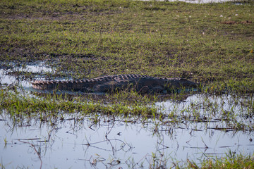 Crocodile on the banks of Chobe River in Botswana