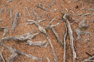 Waldboden mit Wurzeln 2