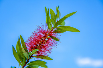 red flower callistemon