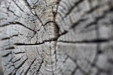 The texture cut the old log close-up. Soft focus with shallow depth of field.