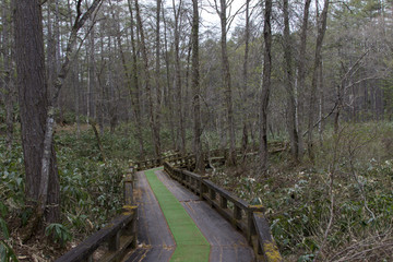 Obraz premium 戸隠森林植物園／長野県長野市