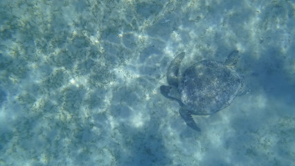 Obraz premium Sea turtle swims in blue sea water aquatic animal underwater photo