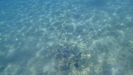 Sea turtle swims in blue sea water aquatic animal underwater photo