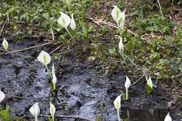 戸隠森林植物園の水芭蕉の群生／長野県長野市