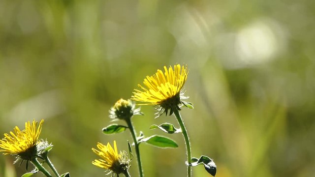  flower of elecampane high on a sunny day in a meadow.