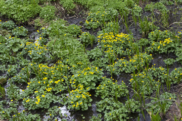 戸隠森林植物園のリュウキンカ／長野県長野市