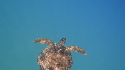 Obraz premium Sea turtle swims in blue sea water aquatic animal underwater photo
