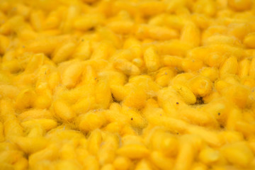 yellow pupae nest cocoons silk worm