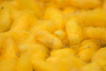 yellow pupae nest cocoons silk worm