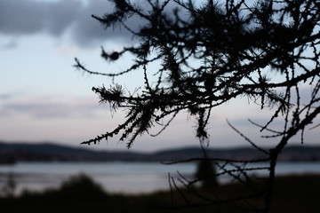 guitar lies in the forest