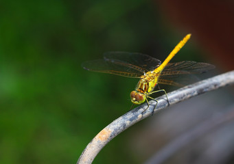 Dragonfly in the environment of nature, using as a background or Wallpaper.The concept of writing the article.