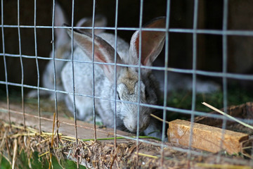 rabbits in a cage on the farm