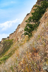 wildflowers on high coast by the sea, beautiful landscape, grass and trees, summer travel concept