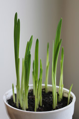 Preparation for the garden season. Spring planting in pots.