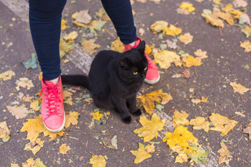 Female feet in pink sneakers and black cat in autumn nature
