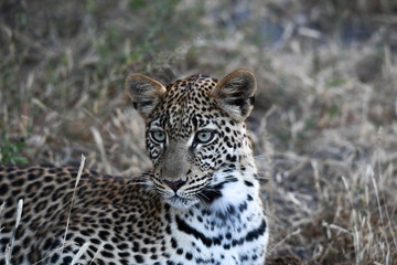 Leopard im Moremi Reserve