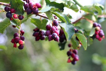 Irga is a genus of plants in the family Rosaceae deciduous shrub.