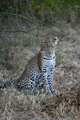 Leopard im Moremi Reserve