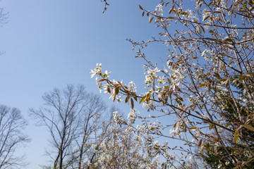 夏の白い花