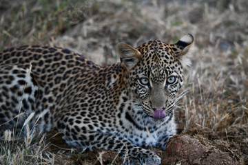 Fototapeta na wymiar Leopard im Moremi Reserve