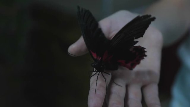 Butterfly on the hands of man, the beauty of nature. The concept of peace and love
