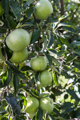 green apples on a tree with a bunch