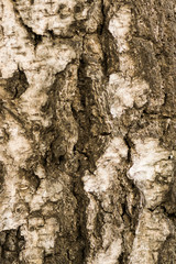  The relief texture of the old oak bark. The relief texture of the brown oak bark