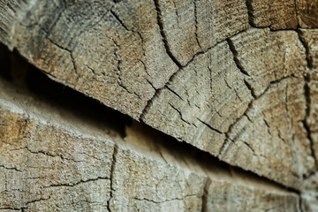  Texture of the old oak bark. Texture of the brown oak bark