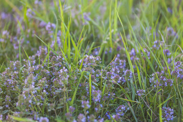 Wild thyme in the field.