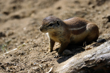 Full view of black-tailed prairie dog at a burrow entrance