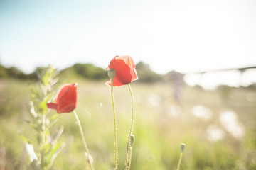 Poppy flower in the field.