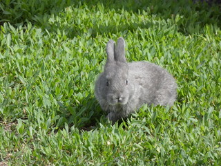 Little rabbit on grass