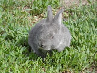 Little rabbit on grass