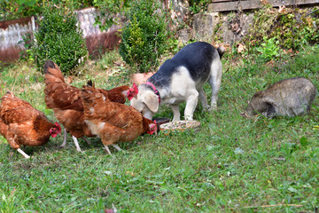 Domestic animals chicken dog and cat eating together  as best friend