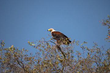 African Fish Eagle in Chobe National Park, Botswana