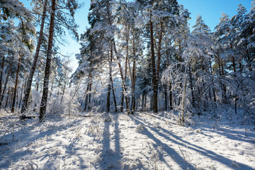 Winter forest