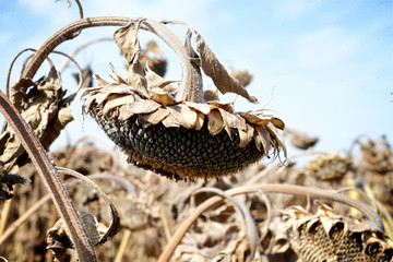 ripe sunflower on the field