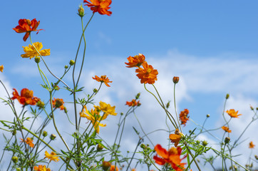 秋空とコスモス